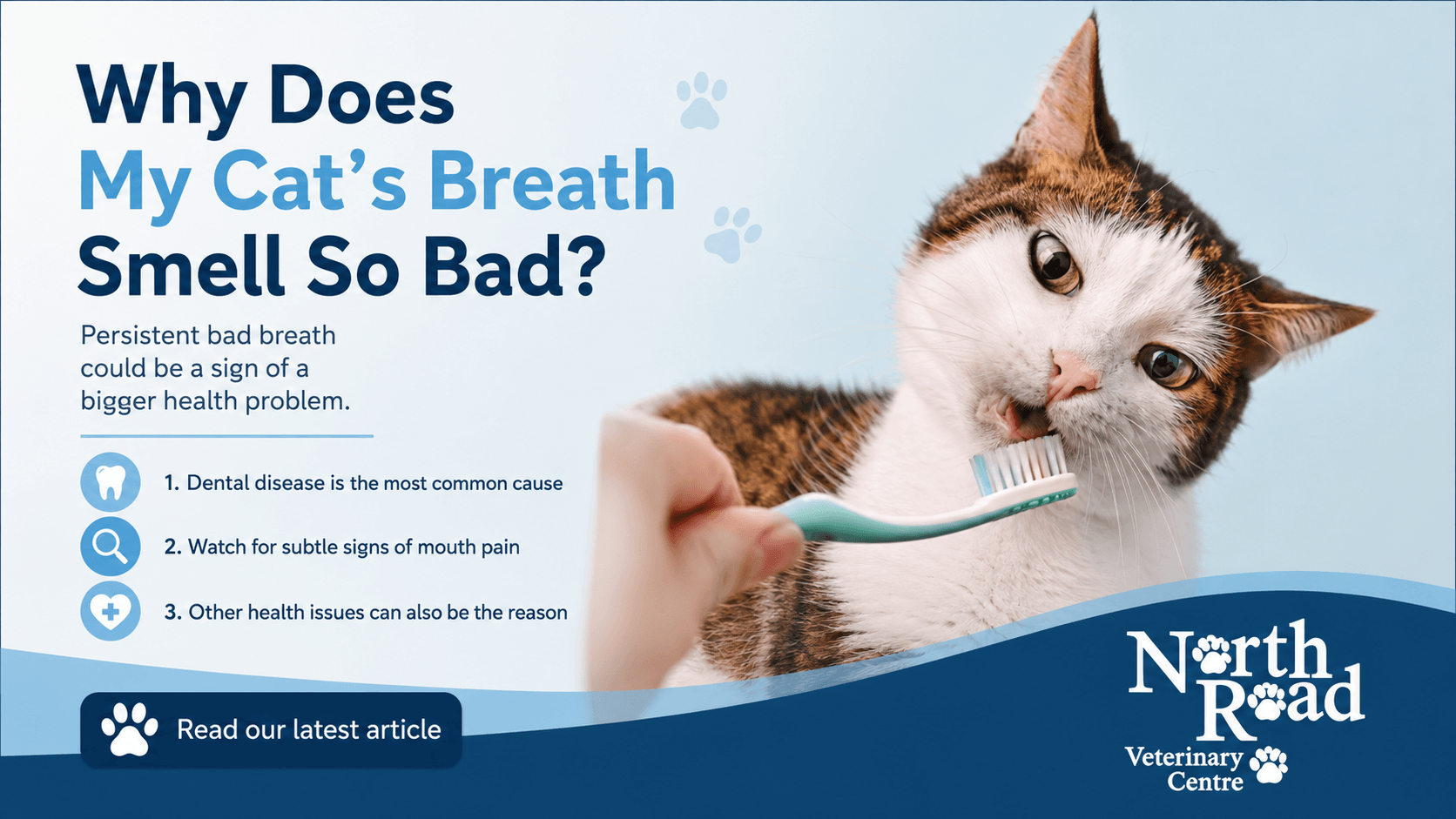Why Does My Cat&rsquo;s Breath Smell So Bad?