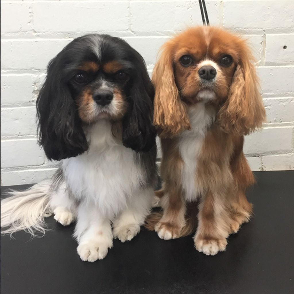 Pet Grooming Service North Road Veterinary Centre Pet Grooming Service North Road Veterinary Centre