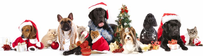 Chritmas Hours at North Road Vet