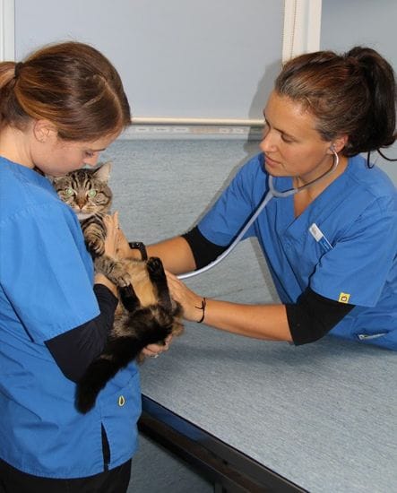 Wellness Plans | Pet Health Checks | North Road Veterinary Centre