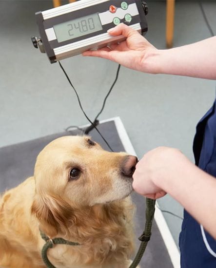 pet weight management in truro pet weight management in truro