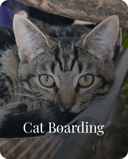 dog n cat wellness clinic