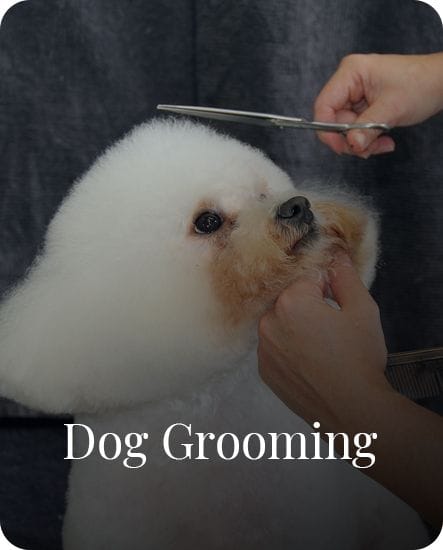 Dog Grooming in Gardenvale