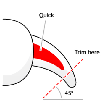 Management tips for pet nail clipping