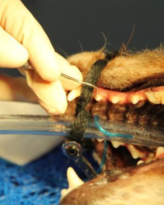 Dentistry | North Road Veterinary Centre