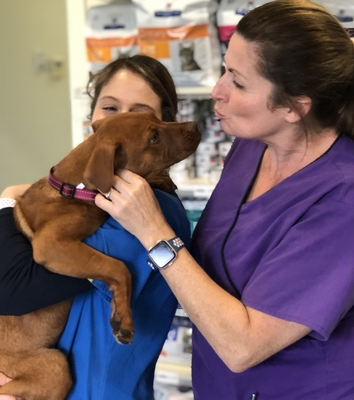 North Road Vet Clinic in Gardenvale North Road Vet Clinic in Gardenvale