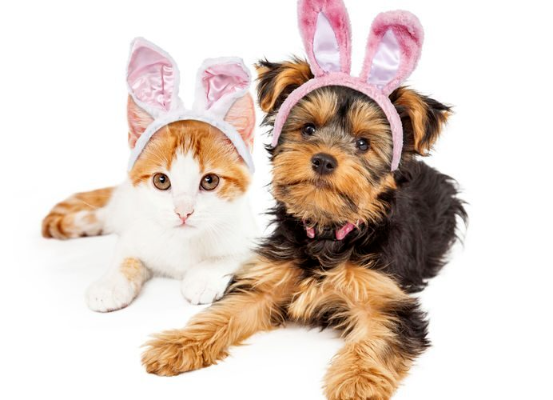 Easter Hours at North Road Vet