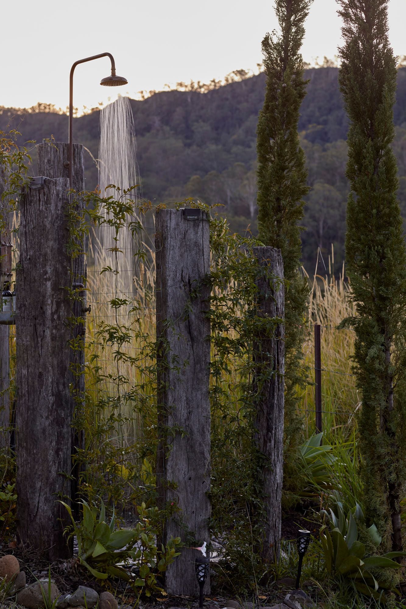 Misty Ridge Old Grevillia Image -655c32adc7edc
