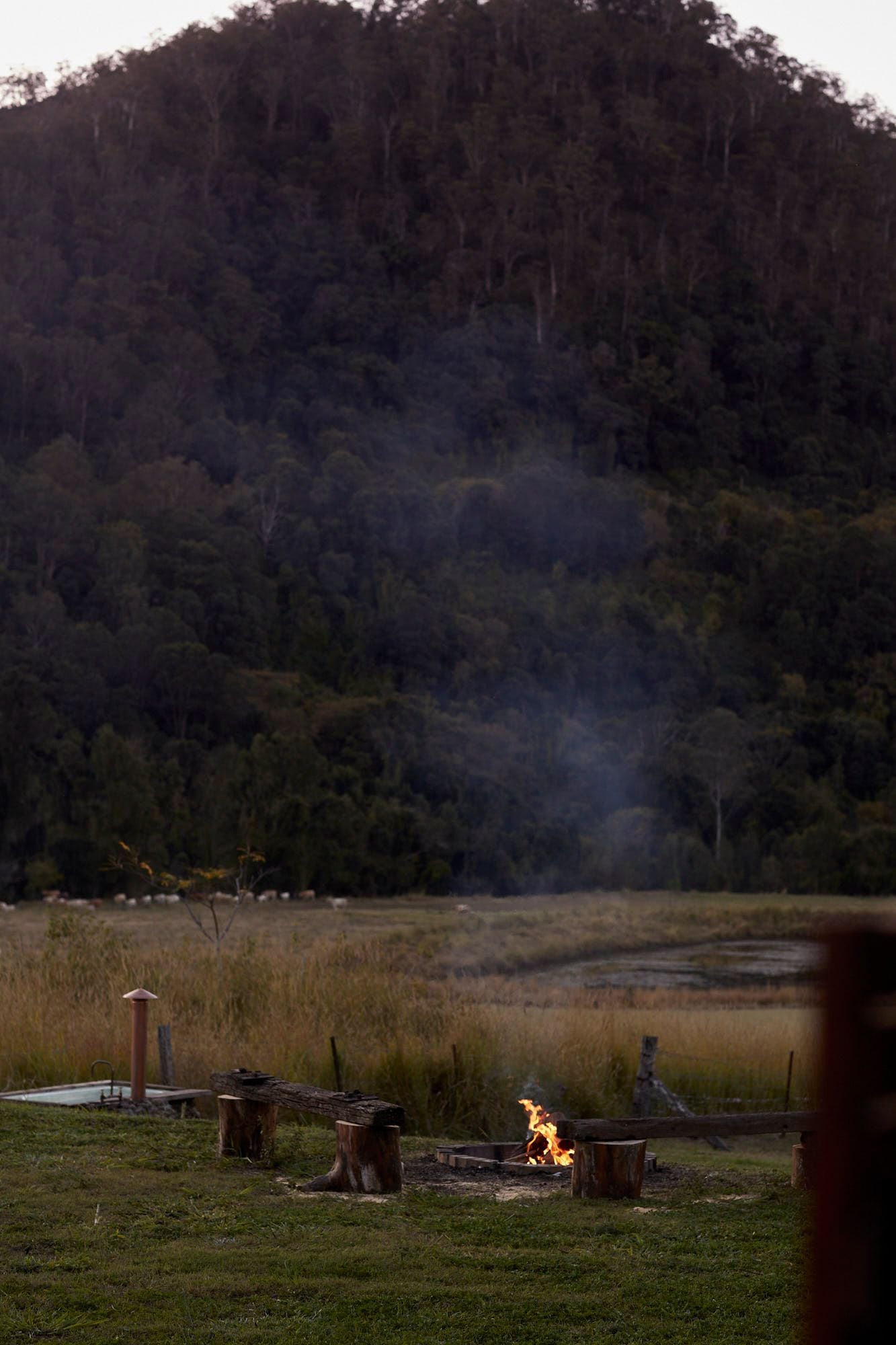 Misty Ridge Old Grevillia Image -655c32b03e70d