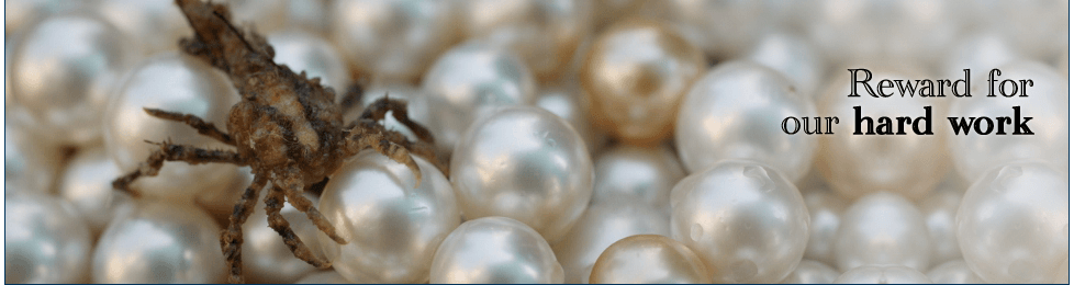Buying Pearls Mother Of Pearls Pearl Meat Mother Of Pearl