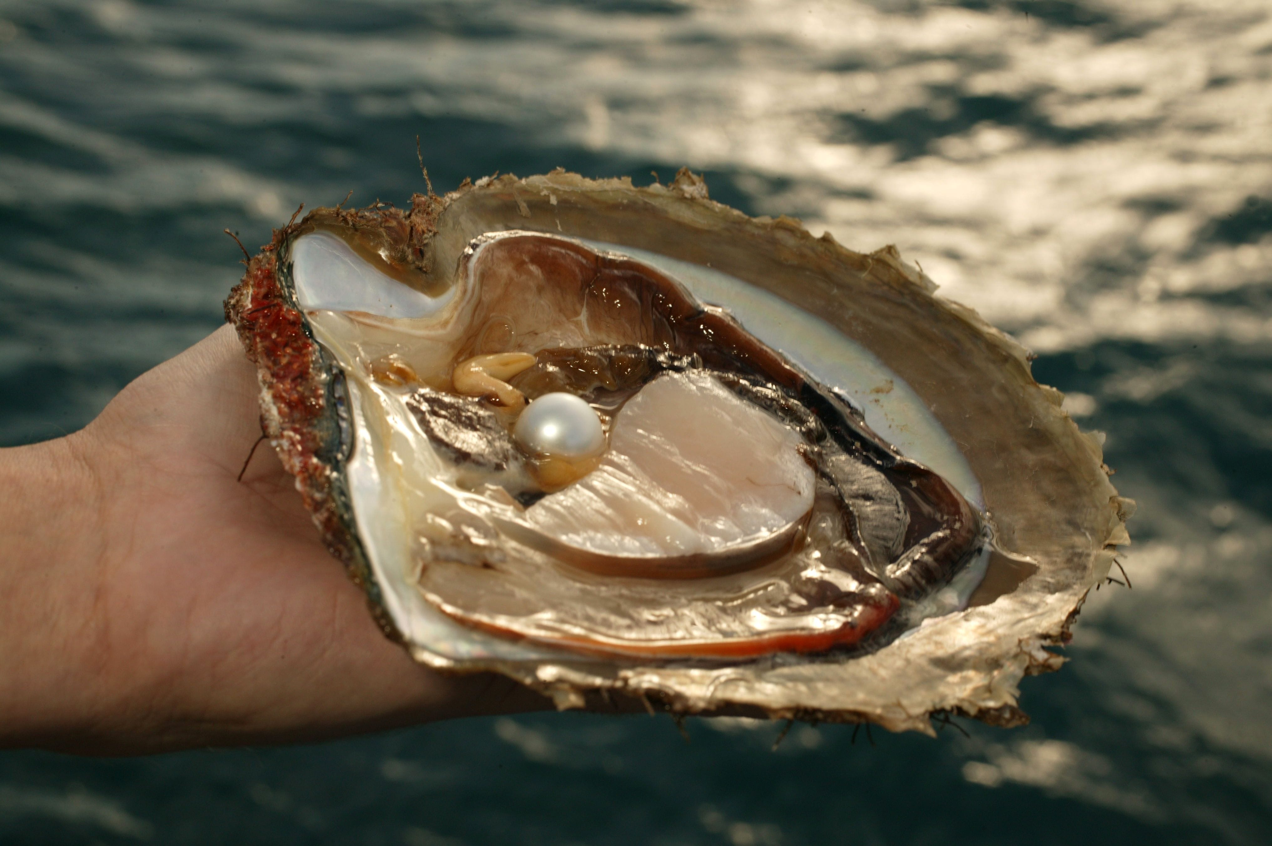 Buying Pearls Mother Of Pearls Pearl Meat Mother Of Pearl