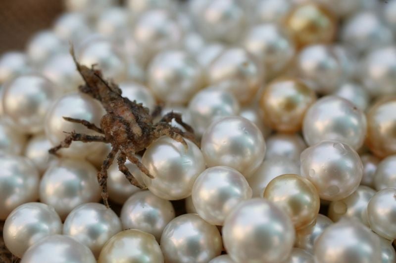 Buying Pearls Mother Of Pearls Pearl Meat Mother Of Pearl