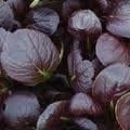 Shiso
