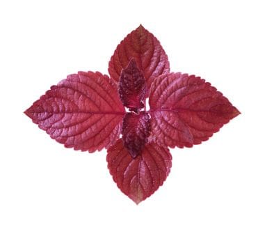 Shiso