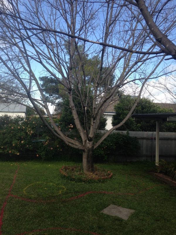 Scone Backyard Landscape Design