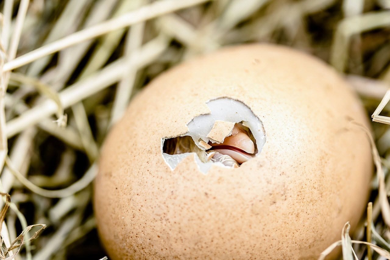 Getting from Eggs to Chooks: A Hatching Guide