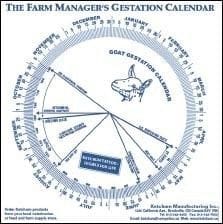 Sheep Gestation Period Chart