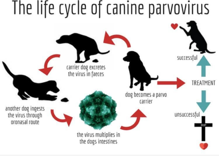 PARVOVIRUS - A DEADLY DOG DISEASE