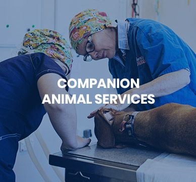 Companion Animal Services
