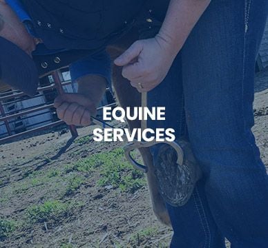 Equine Services