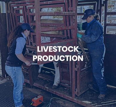 Livestock Production