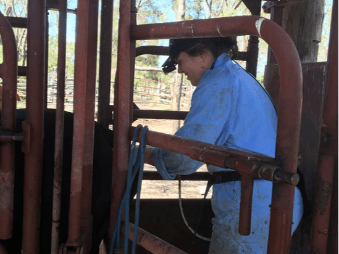 Knox Veterinary | Livestock Production