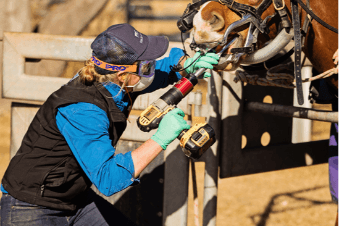 Knox Veterinary | Equine Services