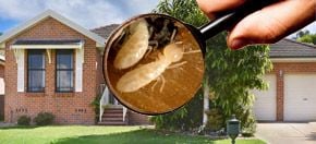 Building & Pest Reports, Port Macquarie