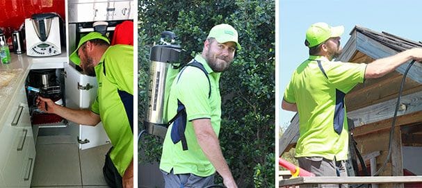 Pest Controller Edens landing and Beenleigh