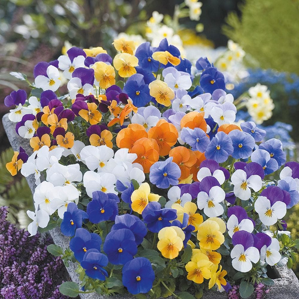 Growing Tips & Advice - viola seedling Bright and cheerful viola faces always make you smile. Easy on the eye in the flower bed and especially endearing in a pot.