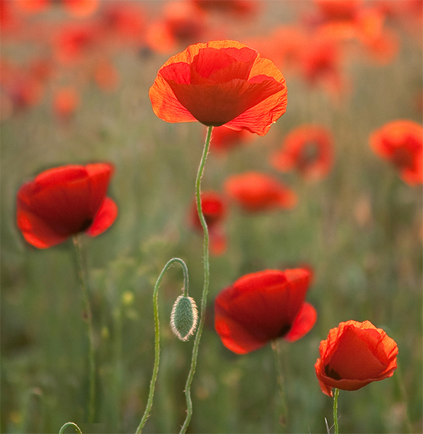 Growing Tips & Advice - Flanders Poppy seedling Red poppies are a symbol of remembrance during WW1 and for Aussies and Kiwis it is a symbol for the ANZAC day commemorations - to remember those who died in war or who still serve.