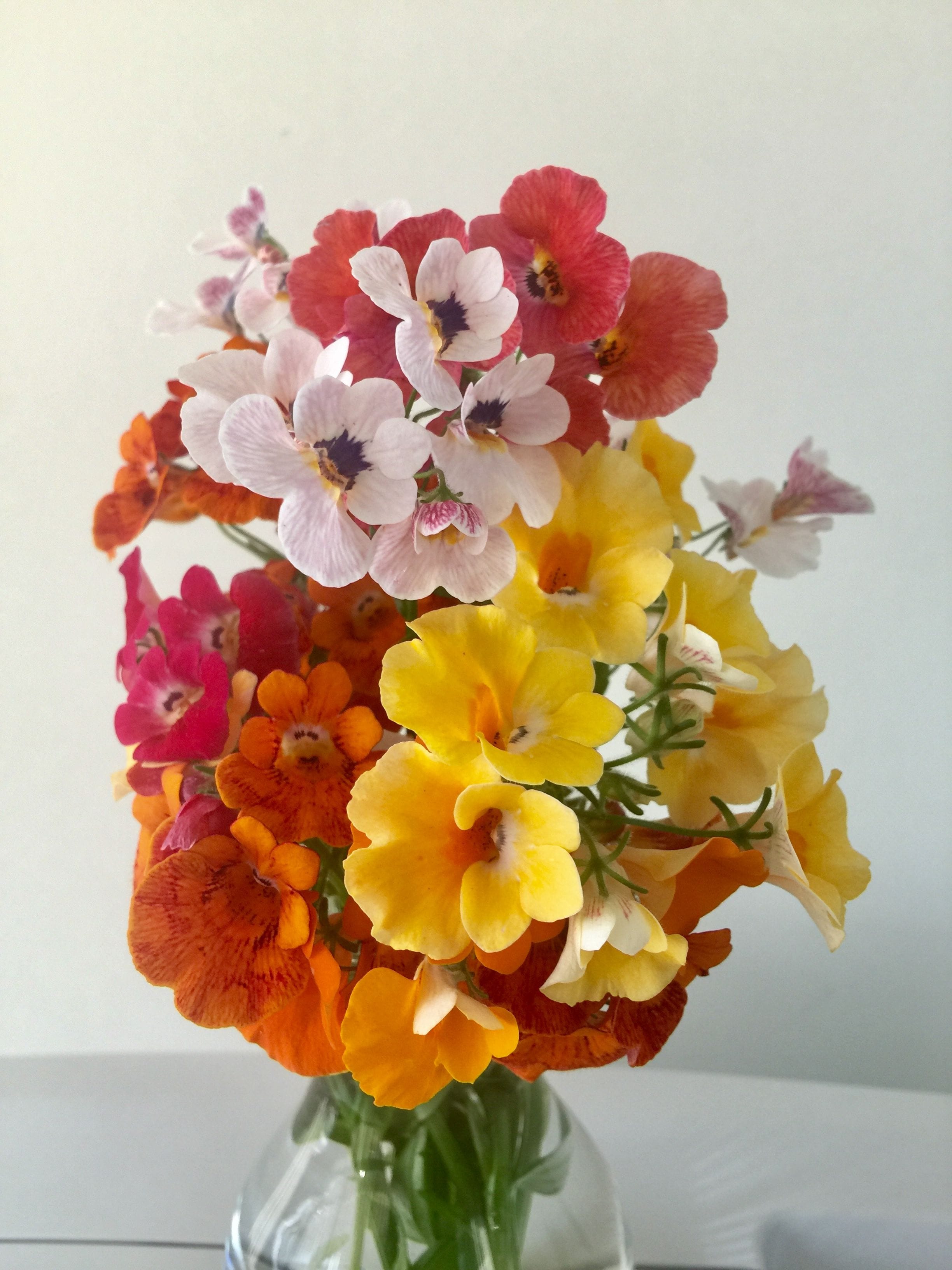 Growing Tips & Advice - nemesia seedling bright spring flowers from rose, tangerine, orange lemon and white.