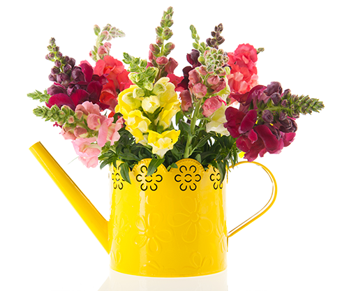 Growing Tips & Advice - snapdragon seedling Colourful pink, lemon, cerise, deep red and white flowers. Little florets adorn the flower stems. Snapdragon make you smile with their pretty little blooms. Many of us can remember snapping the florets open and shut to make them talk.