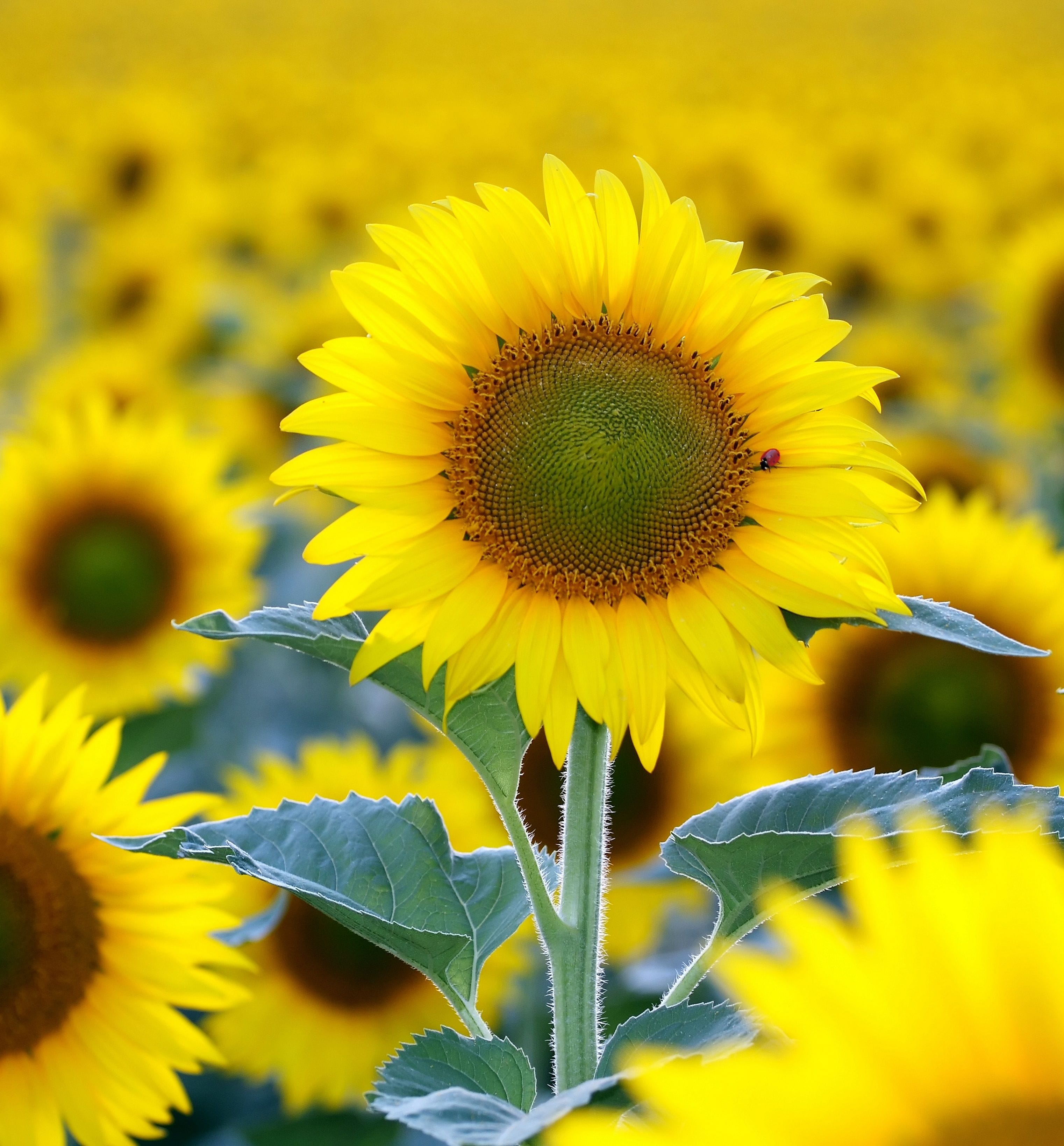 Growing Tips & Advice - sunflower seedling Sunf-soaked blooms follow the sun across the sky