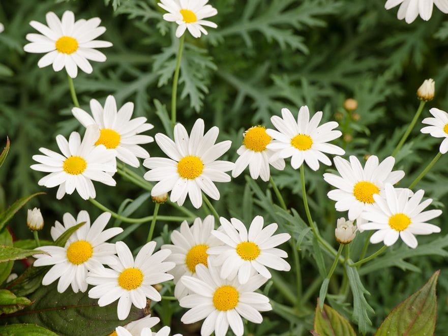 Growing Tips & Advice - alyssum seedling Sweetly scented alyssums are easy to grow and quick to flower