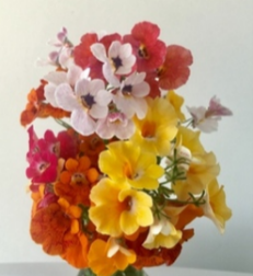 Growing Tips & Advice - Nemesia Spring flowers to brighten up the Spring garden