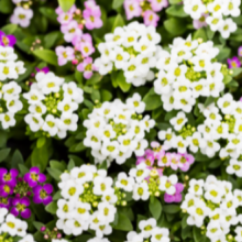 Growing Tips & Advice - Alyssum Lightly fragrant sweet alyssum is a pretty little flower that makes a wonderful filler for the garden, pot or windowbox