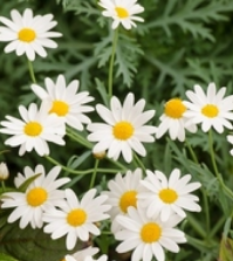 Growing Tips & Advice - White Daisies Delightful white daisies with sunny centres make a magnificent Summer display
