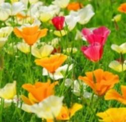 Growing Tips & Advice - Californian Poppy Bright orange, cream and crimson flowers for summer clolour