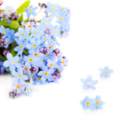 Growing Tips & Advice - Forget me nots Forget me not blue flower appear in Spring reseeding easily to continue their natural beauty