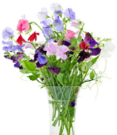 Growing Tips & Advice - Sweet peas The nostalgic fragrance of sweet peas takes you back to granny's garden