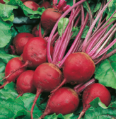 Growing Tips & Advice - beetroot Rich red variety with fine flavour.