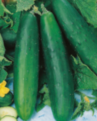 Growing Tips & Advice - cucumber An excellent cucumber crisp juicy and full of flavour.