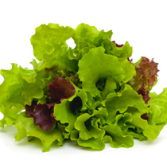 Growing Tips & Advice - lettuce An excellent garden variety producing small loose hearts of sweet leaves.