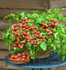 Growing Tips & Advice - container tomato You only have a small garden space you can still grow your own tasty tomatoes in a pot