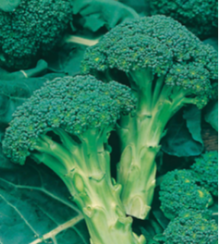 Growing Tips & Advice - Broccoli Compact blue green broccoli with mild flavour.