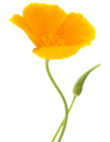 Growing Tips & Advice - Californian Poppy seedling Bright and bouncy poppies are fuss free and grow easily along fence lines and other challenging garden spaces.