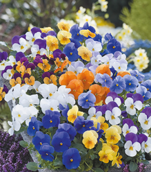 Growing Tips & Advice - Viola Little violas brighten up a Spring garden or patio pot with their pretty little faces