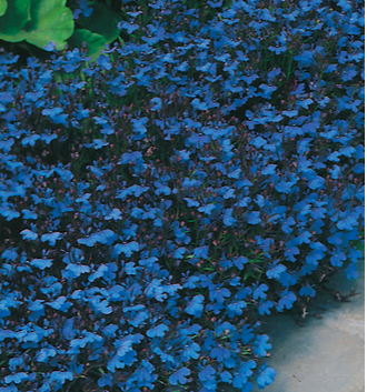Growing Tips & Advice - Californian Poppy seedling Bright and bouncy poppies are fuss free and grow easily along fence lines and other challenging garden spaces.