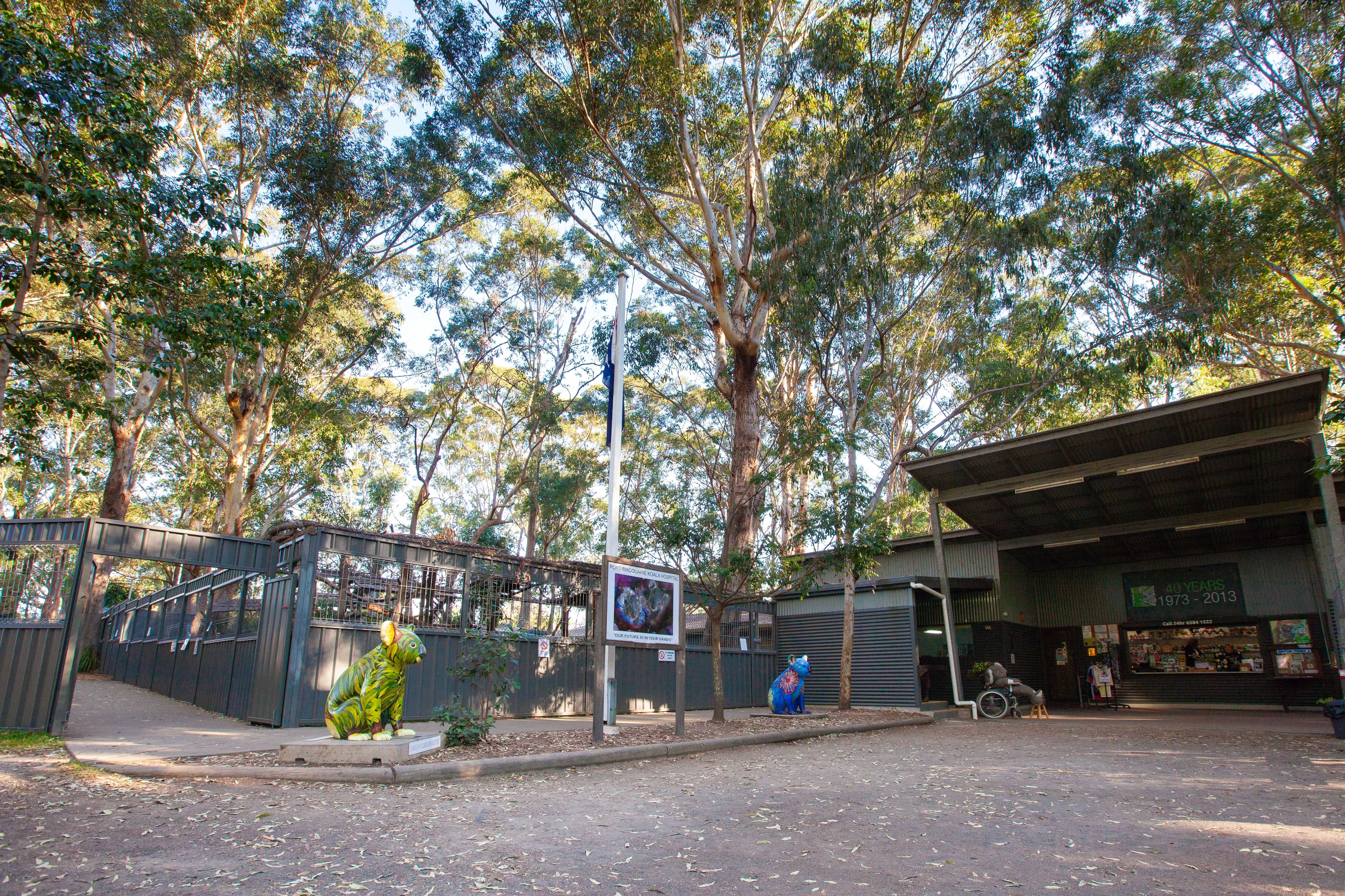 Koalas Port Macquarie